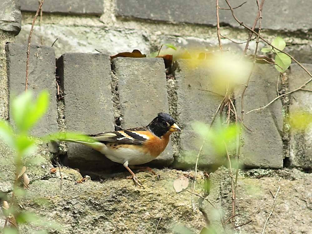 IMG_2974.JPG