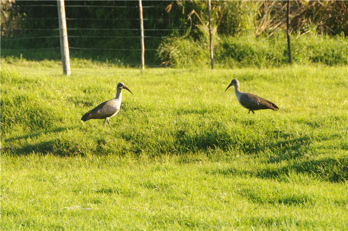 DSC_0448.JPG