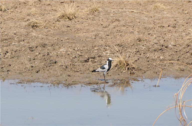 DSC_0735.JPG