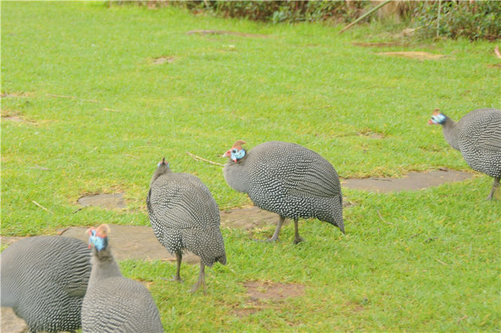 DSC_0503.JPG