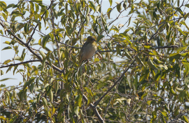 DSC_0732.JPG