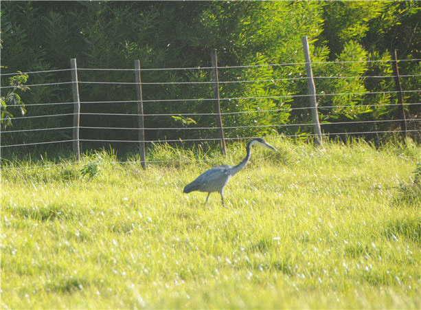 DSC_0439.JPG