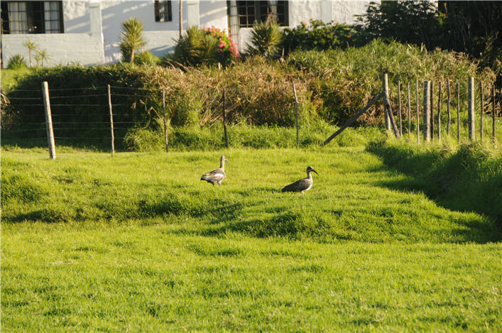 DSC_0447.JPG