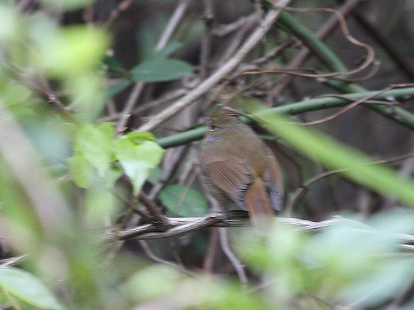 IMG_0314.jpg