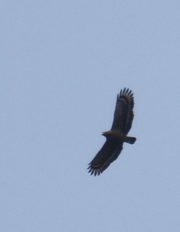 IMG_7380.jpg