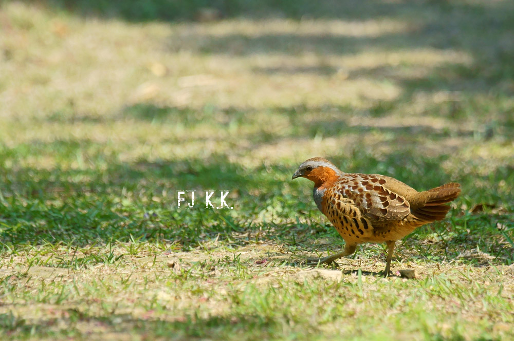 DSC08715a.jpg