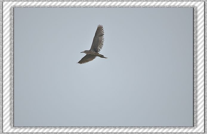 ҹ