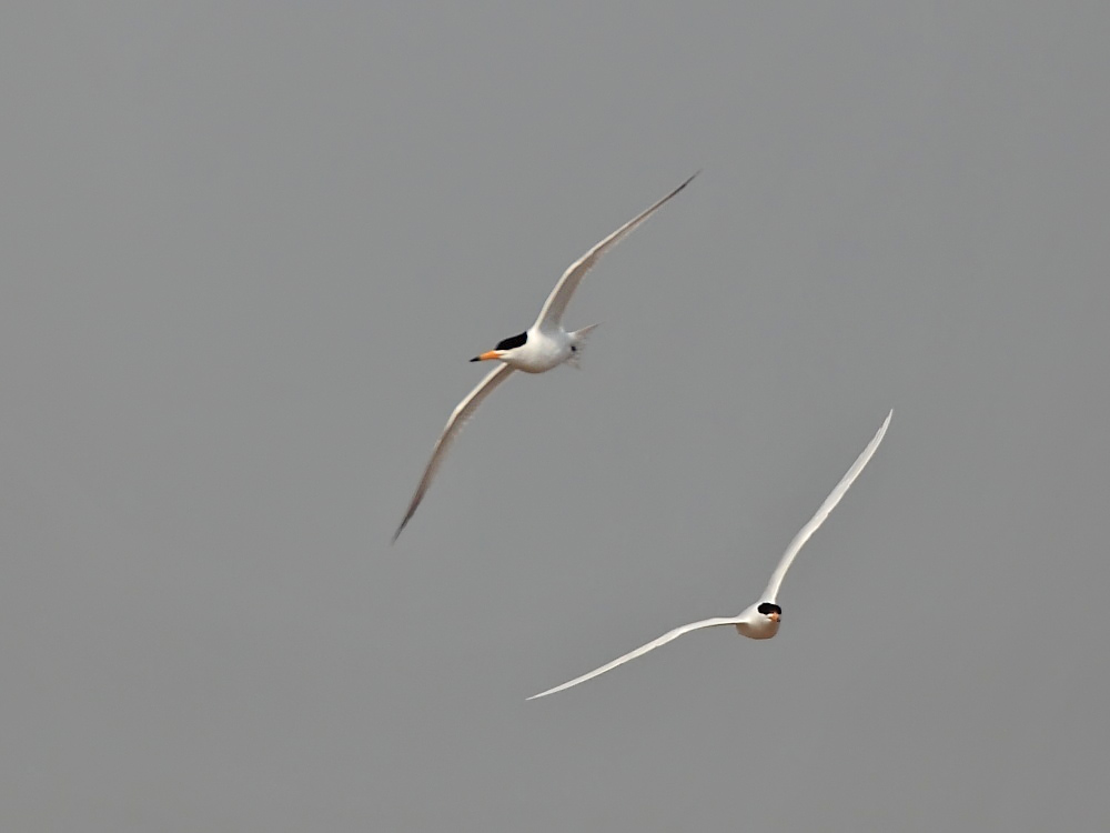 DPP_1166-2.jpg