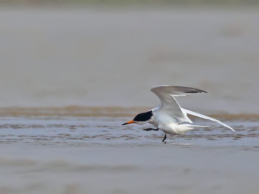 DPP_1177-1.jpg