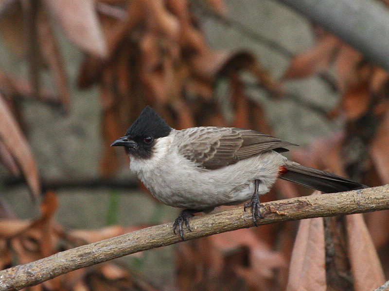 2011.03.12-006.jpg