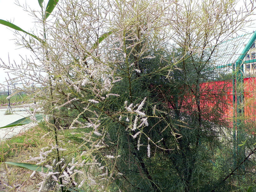 Tamarix chinensis