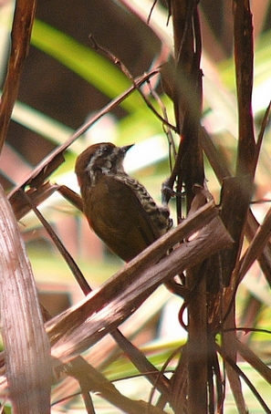 p1290166_.jpg
