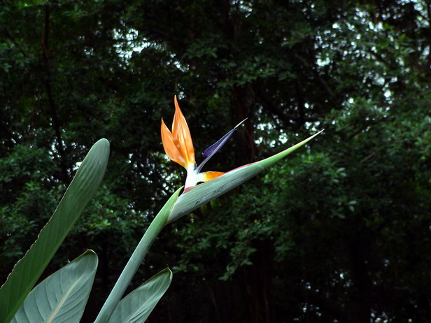 Strelitzia reginae