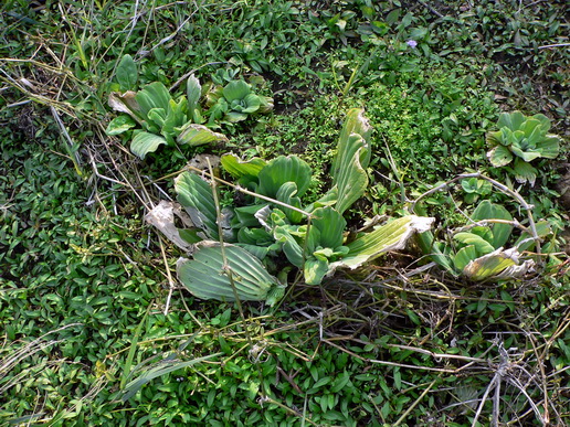 P1200576i-0.jpg
