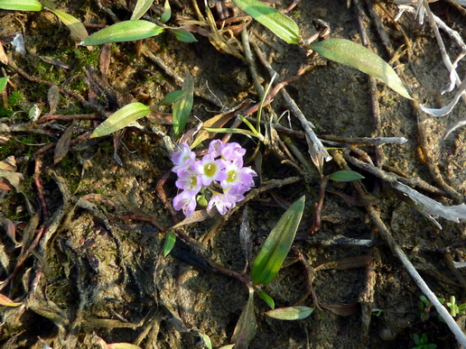 P1200579ޤӲ-0.jpg