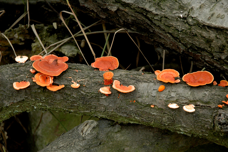 DSC_562100.jpg