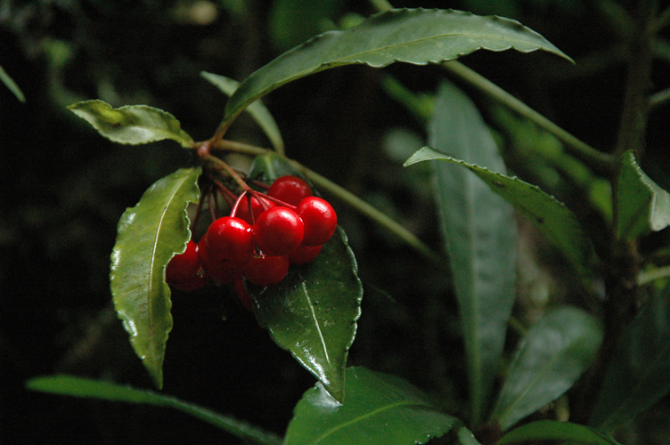 DSC_532400.jpg
