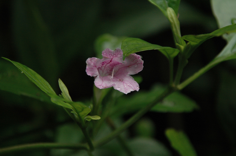 DSC_530800.jpg