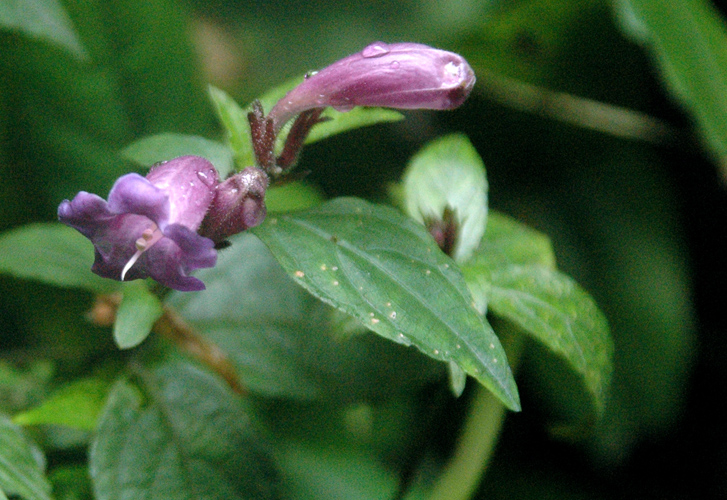 DSC_541400.jpg
