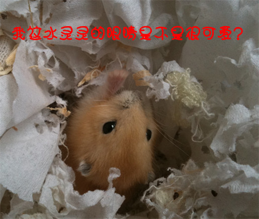 5c6f6553x9b6fd40923a0&690.jpg
