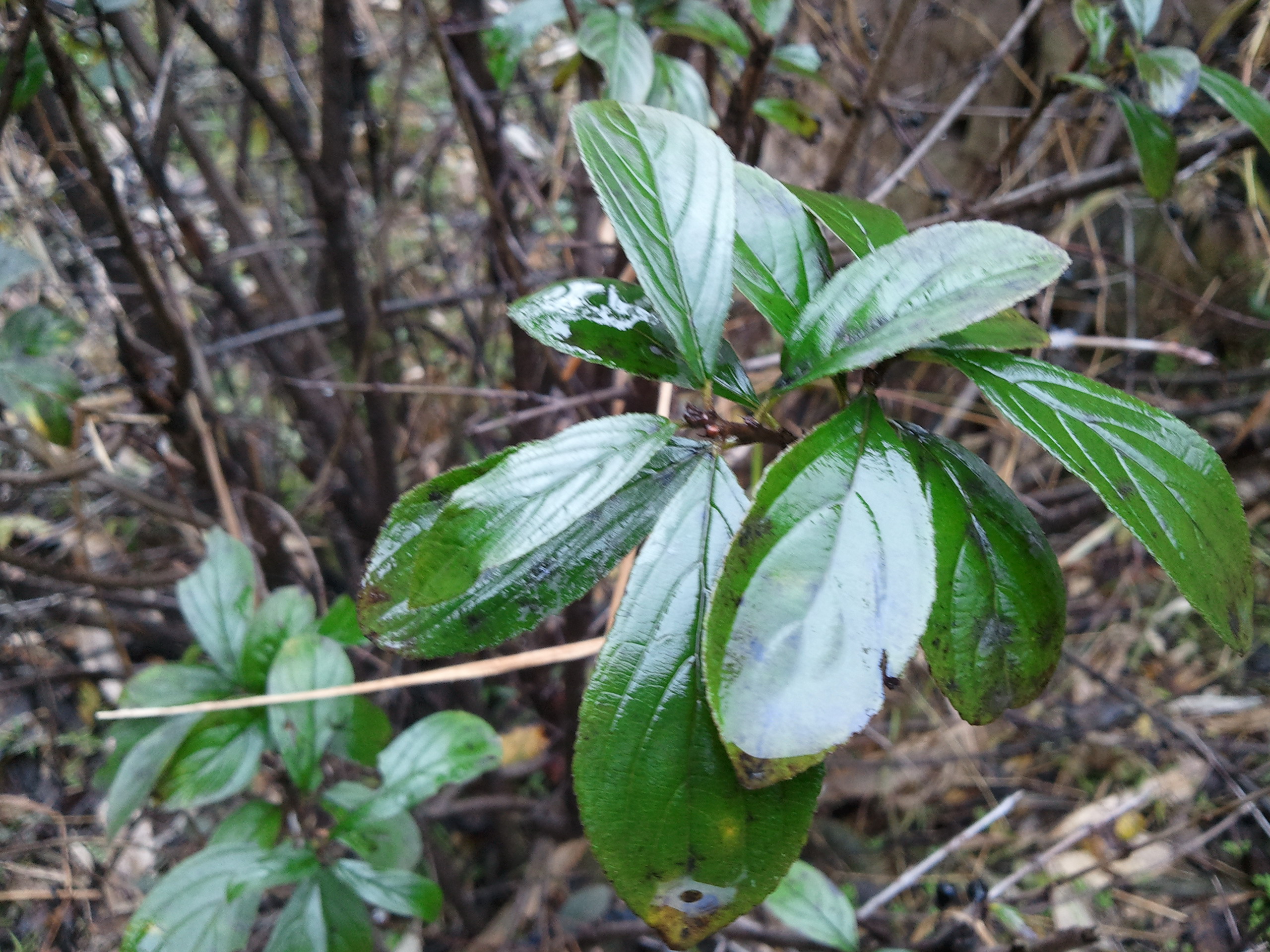 2012-01-27 ĳֲ5Ҷ.jpg