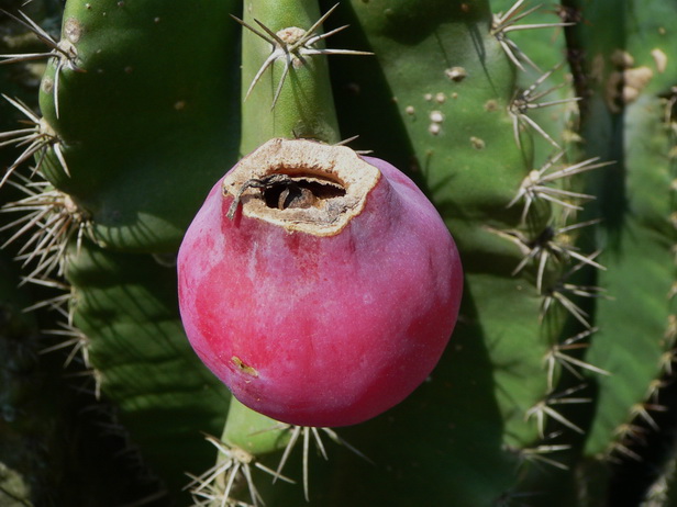 P1060980-ʵ.jpg
