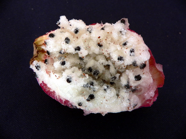 P1070029-.jpg