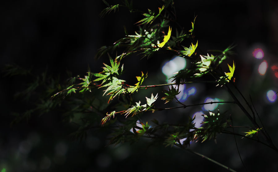a9101.jpg