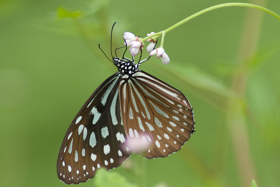 A23900.jpg