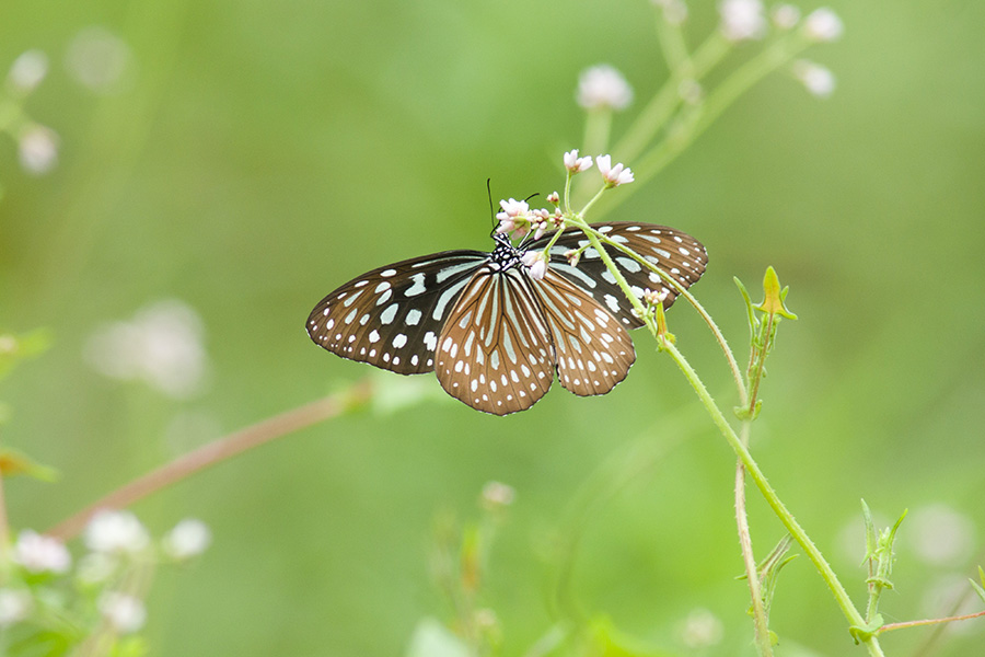 A24900.jpg