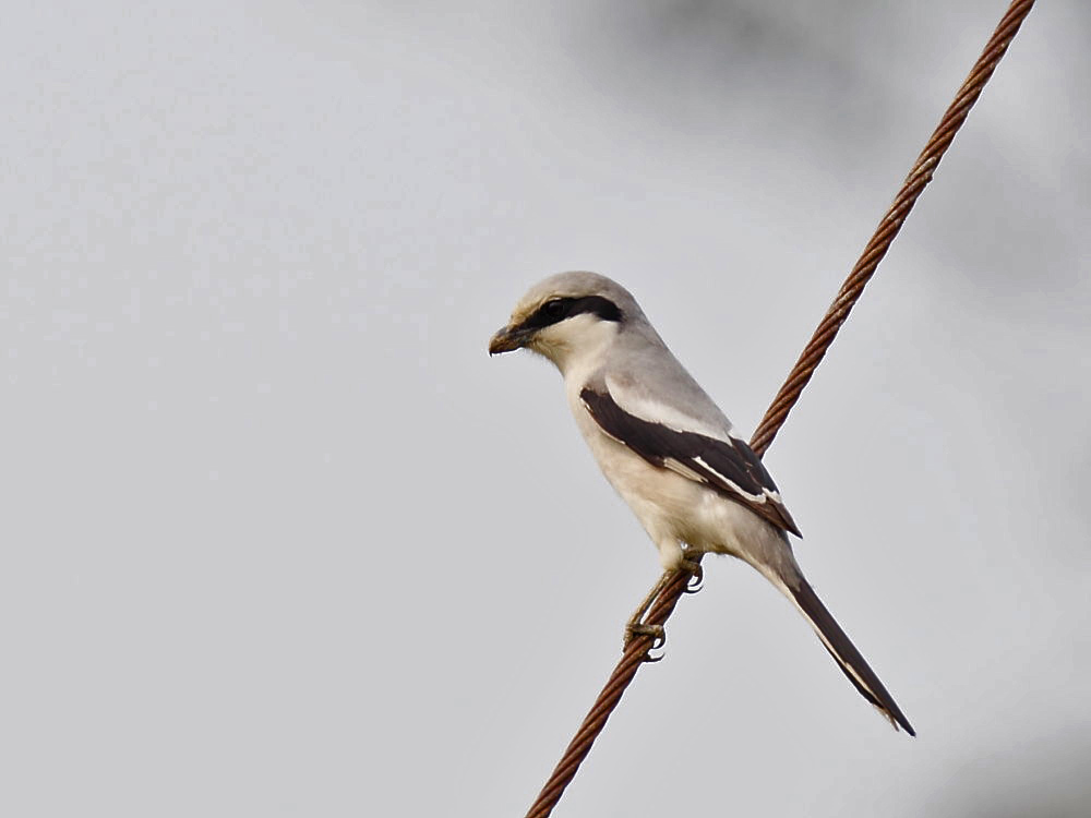 DPP_04077-1.jpg