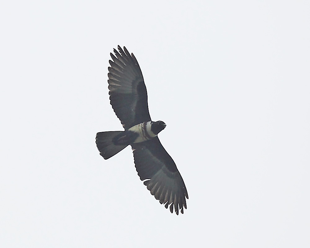 DPP_04306-1.jpg