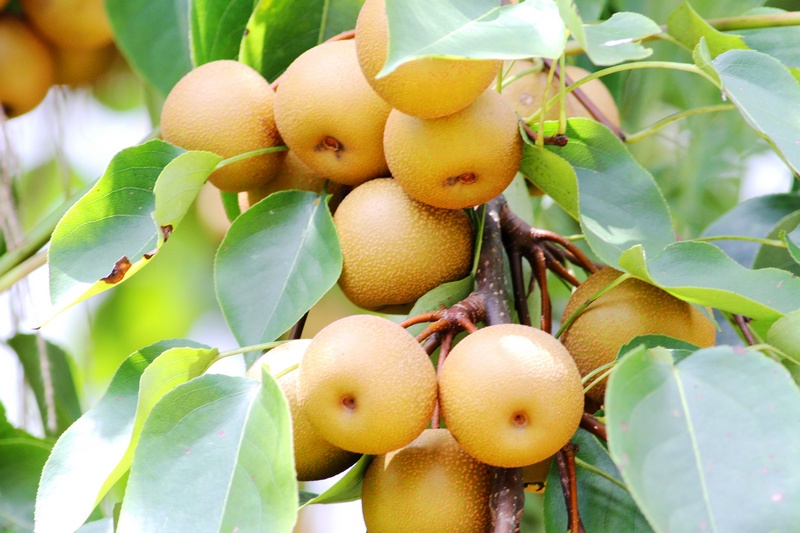 ó
