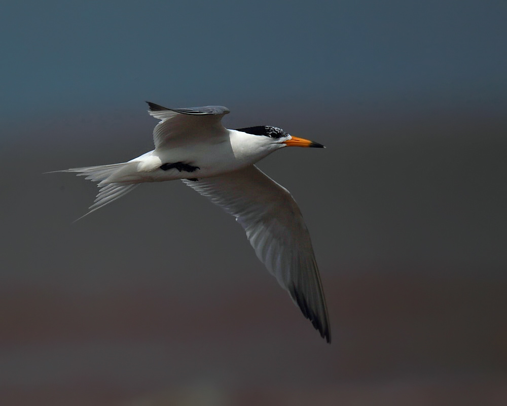 DPP_050141.jpg