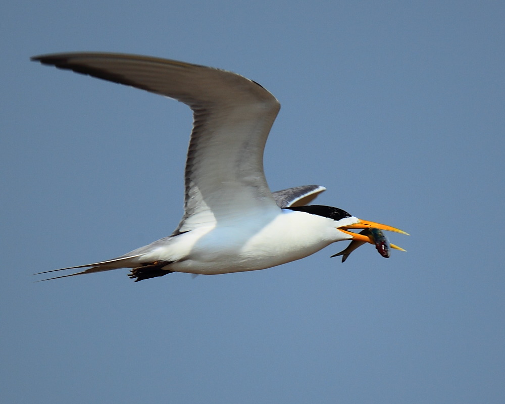 DPP_05011.JPG