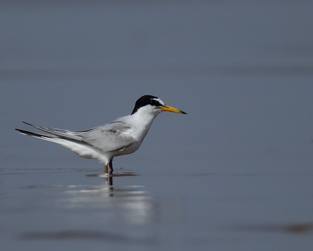 DPP_050661.jpg
