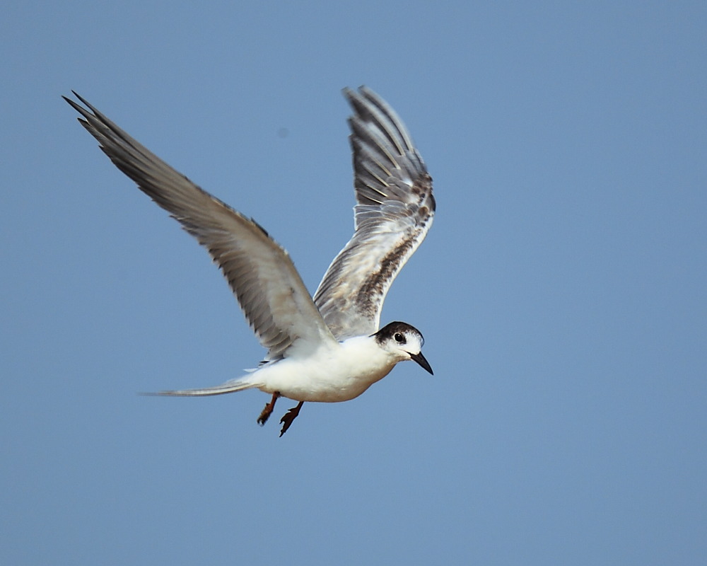 DPP_05067.JPG