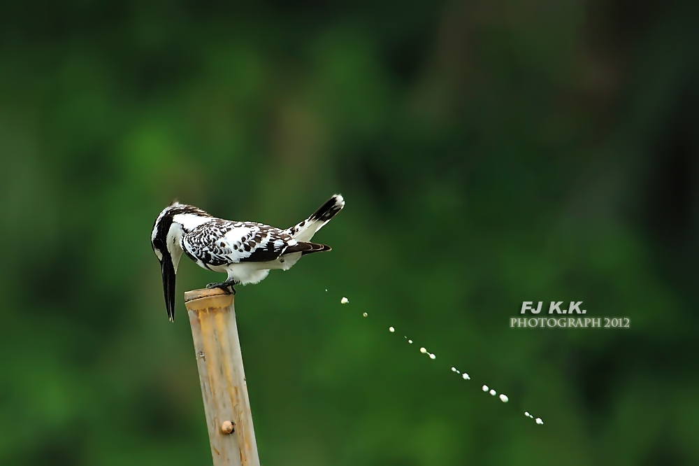 IMG_3543a.jpg
