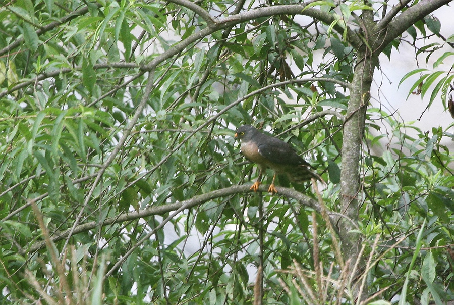 IMG_2986.jpg