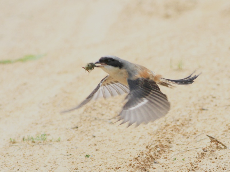 IMG_6313.jpg