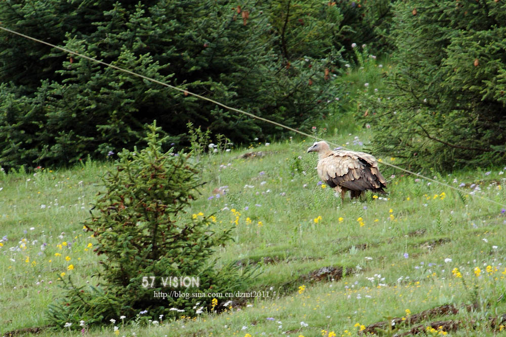 IMG_9809a.jpg