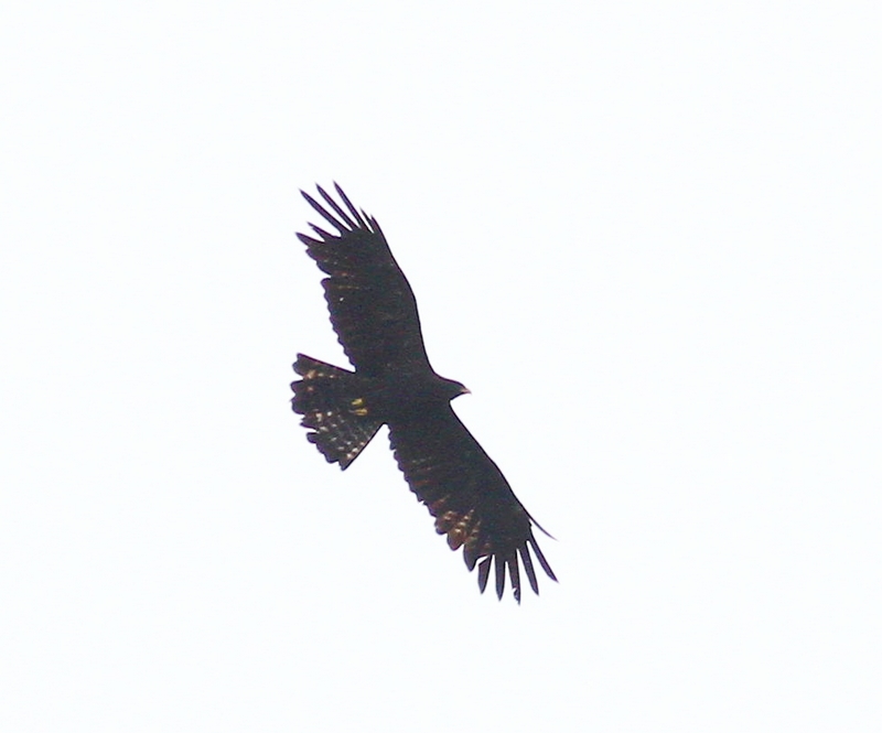 IMG_0614.jpg