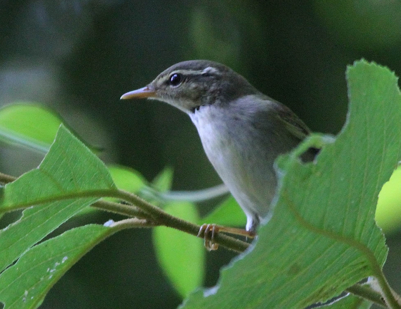 IMG_7395.jpg