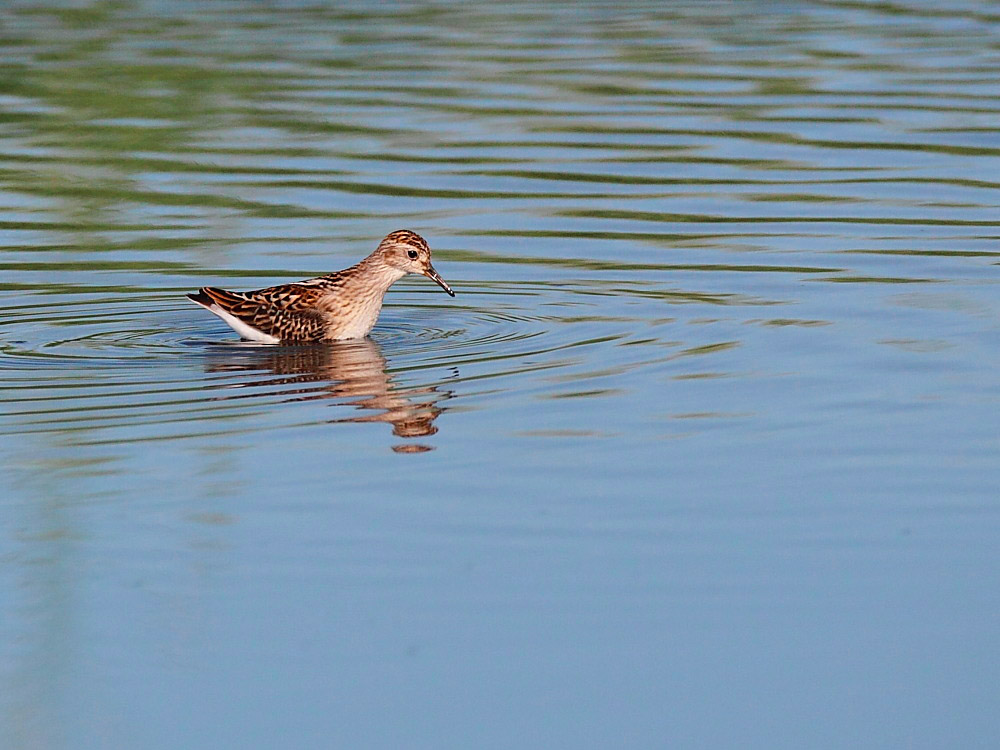 DPP_054071.jpg