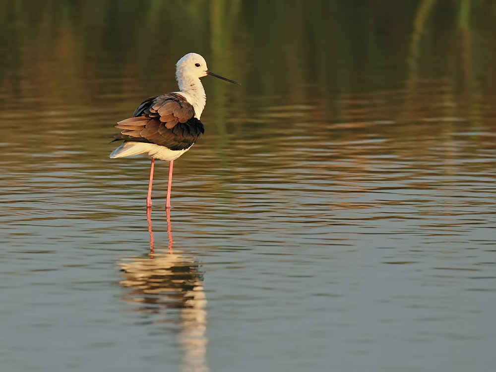 DPP_054341.jpg
