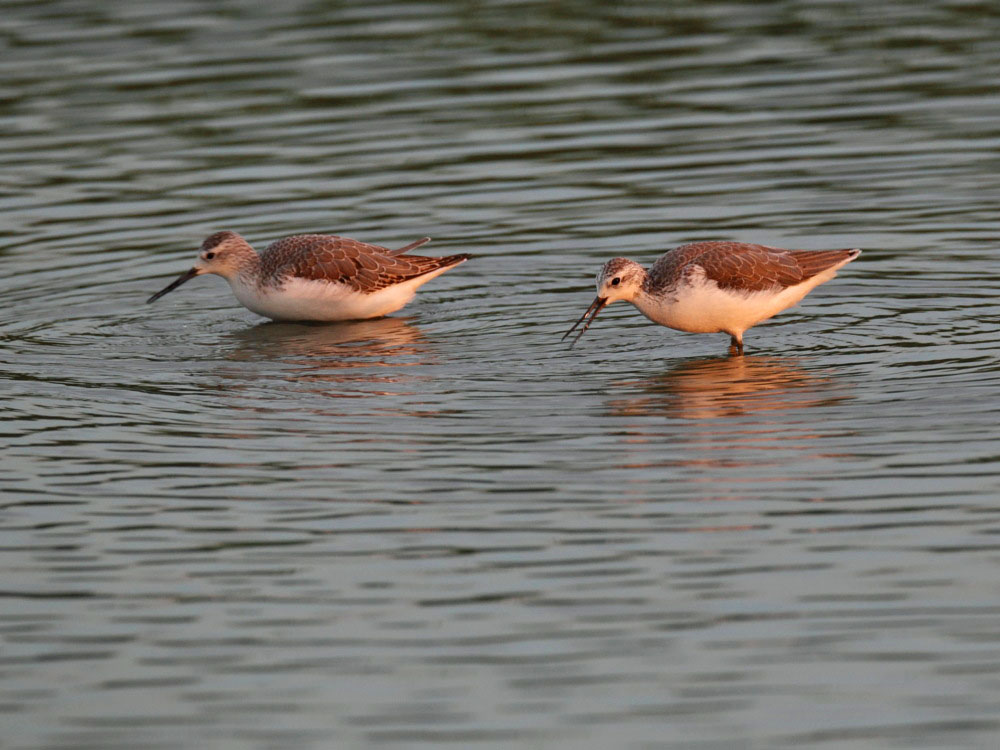 DPP_054531.jpg