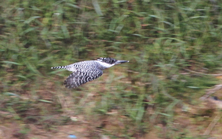 IMG_9037.jpg