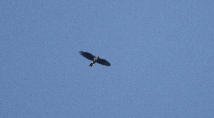 IMG_9216.jpg