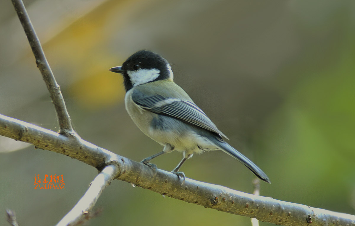 DSC_1508.jpg
