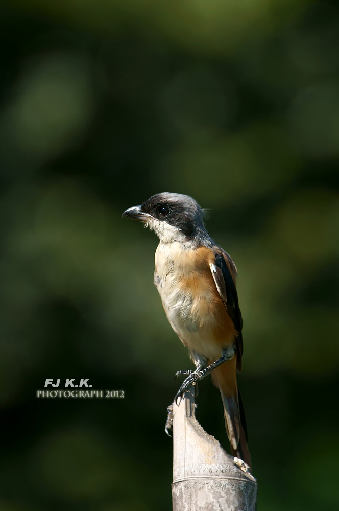 DSC00958a.jpg